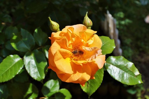 rose  rose bloom  bee