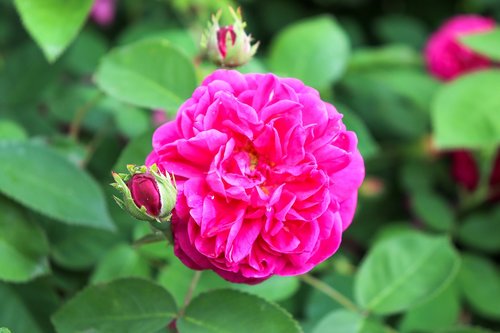 rose  macro  color