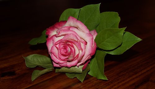 rose  table  flowers