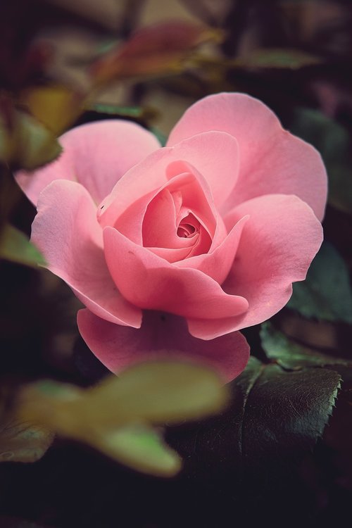 rose  garden  blossom