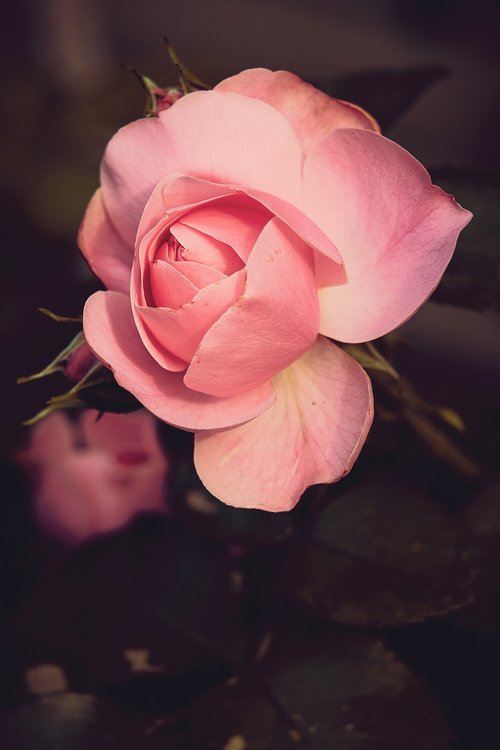 rose  garden  blossom