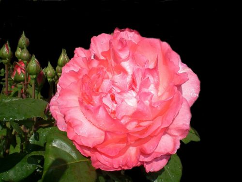 rose love beautiful