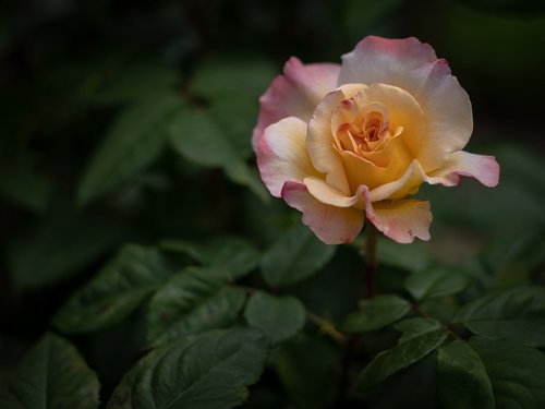 rose  bloom  flower