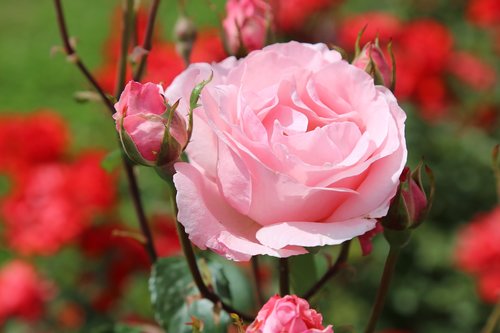 rose  pink roses  plant