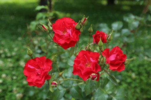 rose  red rose  nature