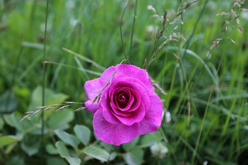 rose  morgul  grass