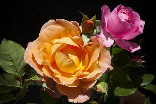 rose  bouquet  flower