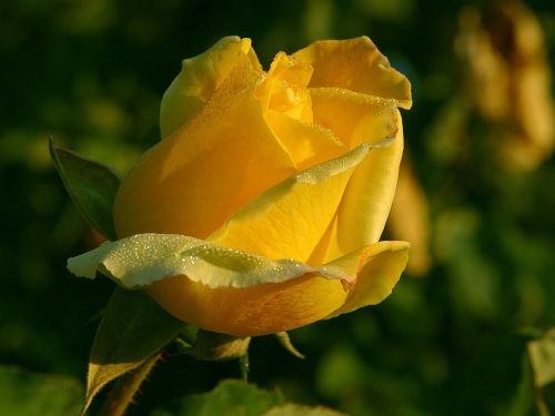 rose yellow flower