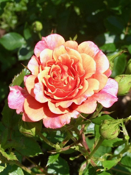 rose  bush  rose blooms