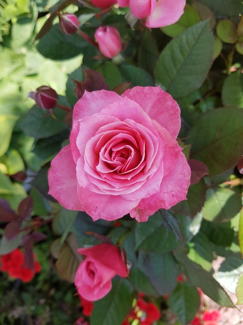 rose  flower  one