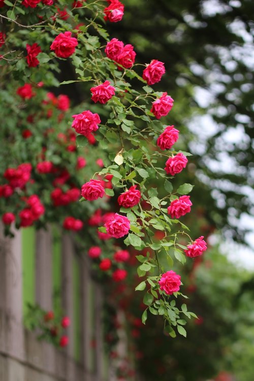 rose  rose vines  nature