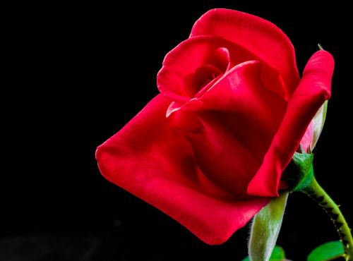 rose red rose flower