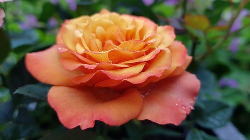 rose  flower  garden plant