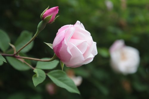 rose  rose bloom  pink flower