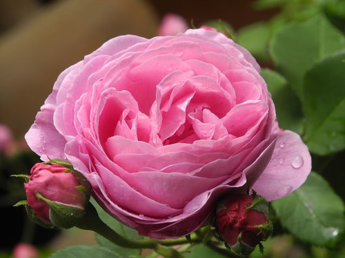 rose  pink  nature