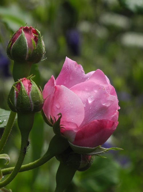 rose  pink  bud