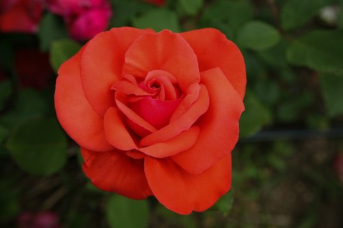 rose  flowers  rose garden