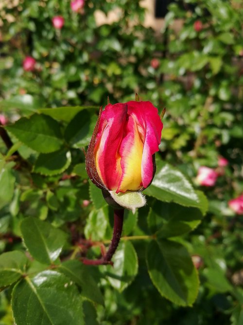 rose  garden  bloom