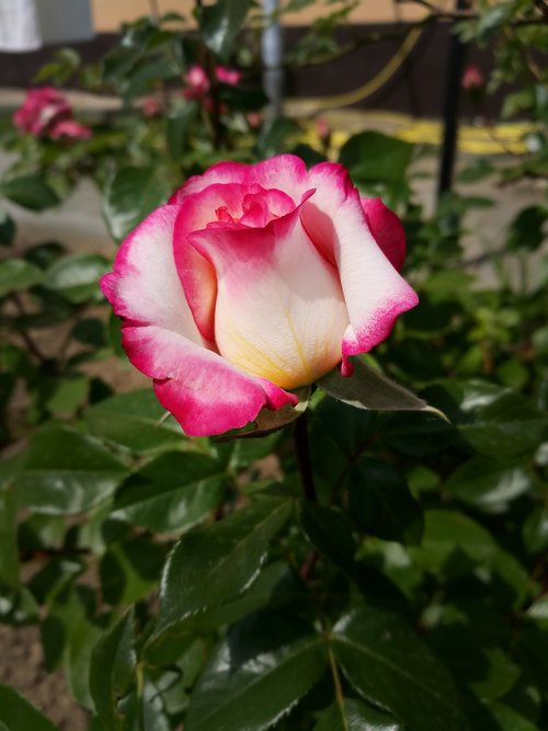 rose  flowers  garden