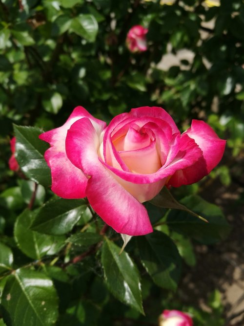 rose  flowers  garden