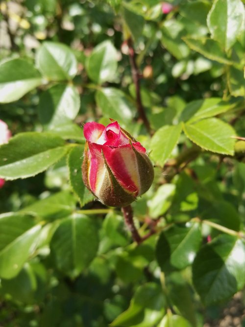 rose  flowers  garden