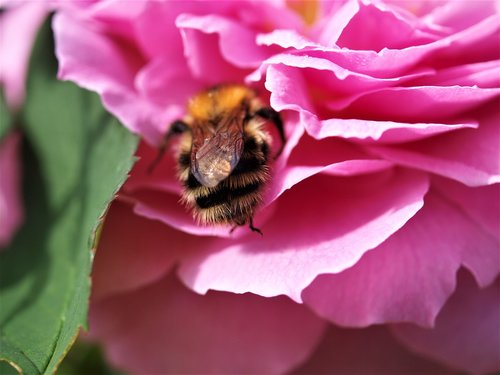 rose  bloom  flora