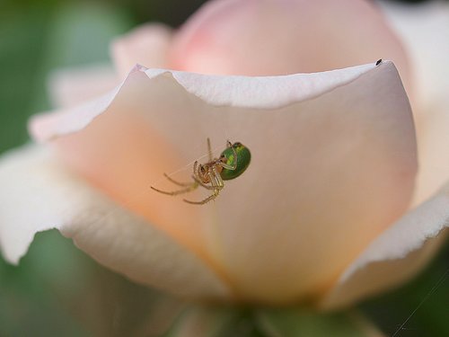 rose  bloom  flora