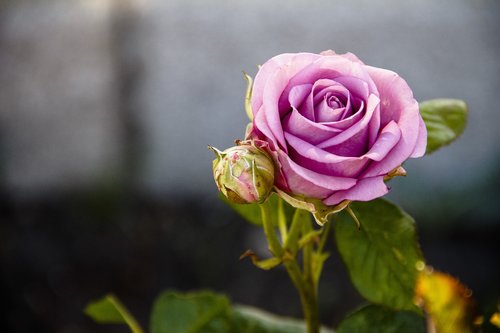 rose  purple  tender rose