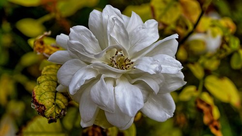 rose  white  single