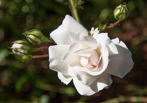 rose  rose bloom  white