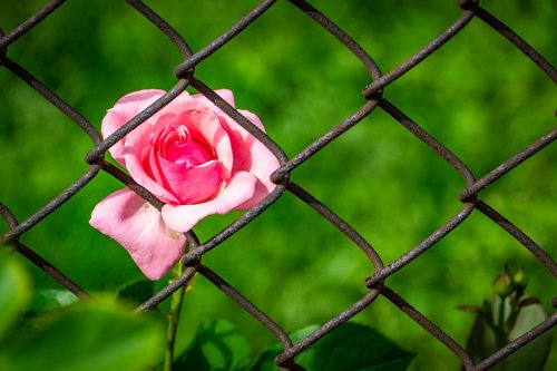 rose  pink  fence