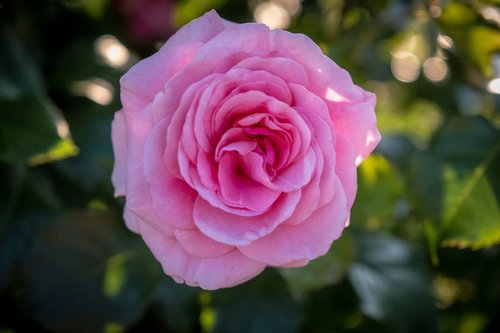 rose  bloom  pink