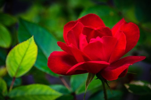 rose  red  flower