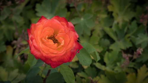 rose  flower  garden