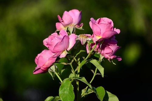 rose  dream  nature