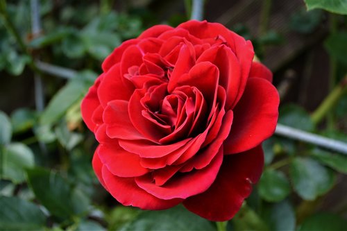rose  red rose  blossom