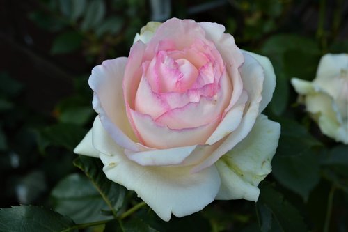 rose  weis pink  pink rose
