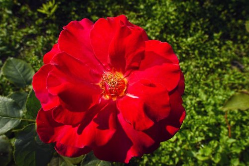 rose  red rose  flower