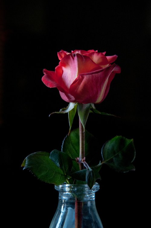 Download free photo of Rose, black background, petals, red rose, one rose -  from 