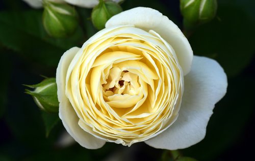 rose  white  white rose