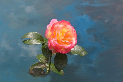 rose  flower  flora