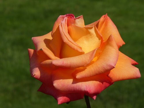 rose  color  beautiful