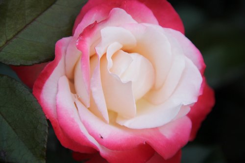 rose  rose petals  petals