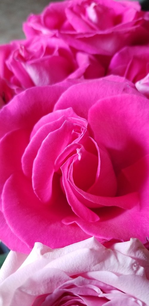 rose  beauty  pink