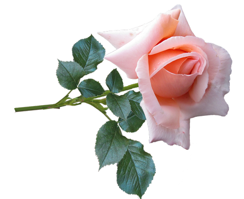 rose  flower  stem
