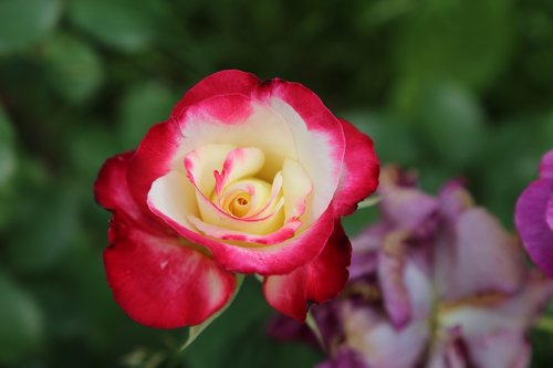 rose  plant  nature