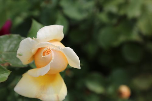 rose  flower  garcia