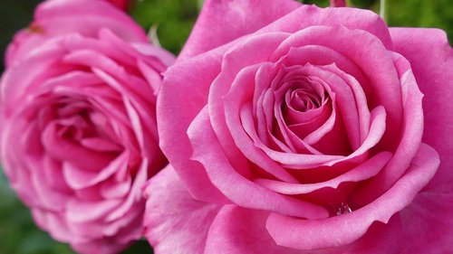 rose  pink rose  open rose