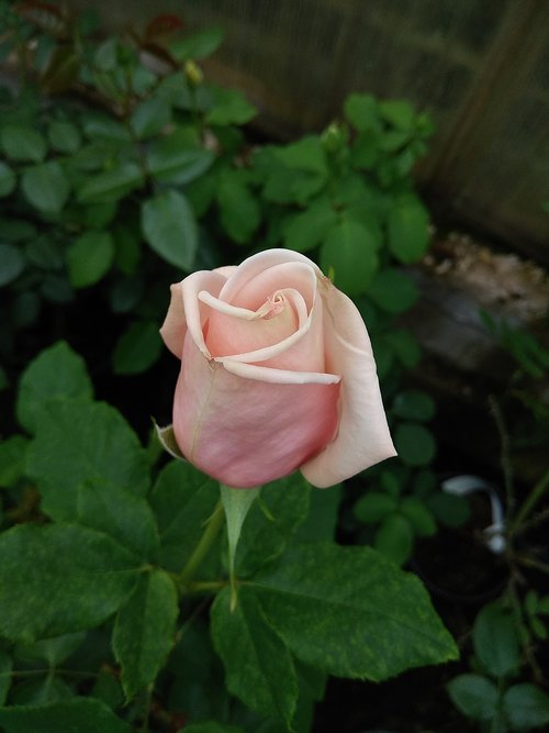 rose  bud  flower