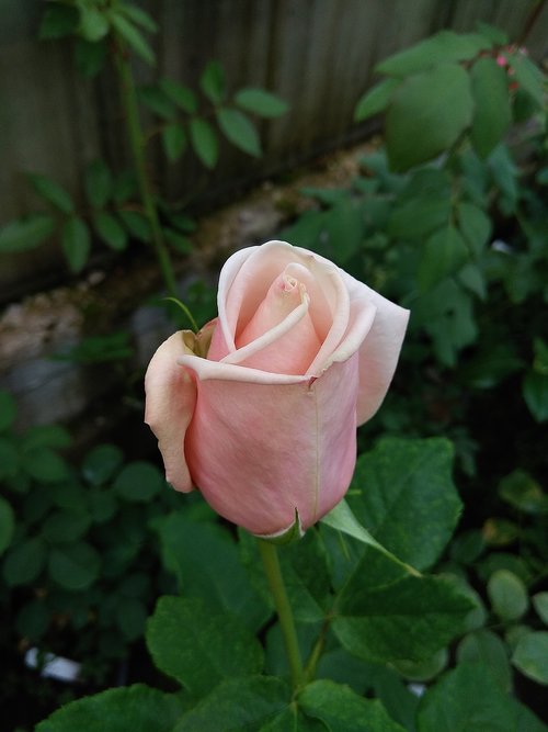 rose  bud  flower